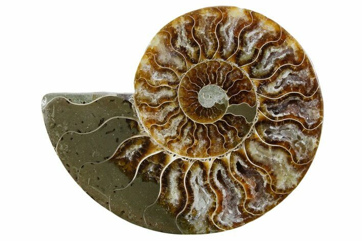 Cut & Polished Ammonite Fossil (Half) - Madagascar #354177